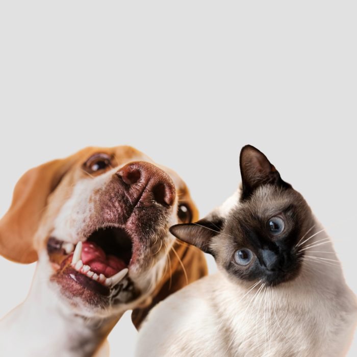 Mascotas